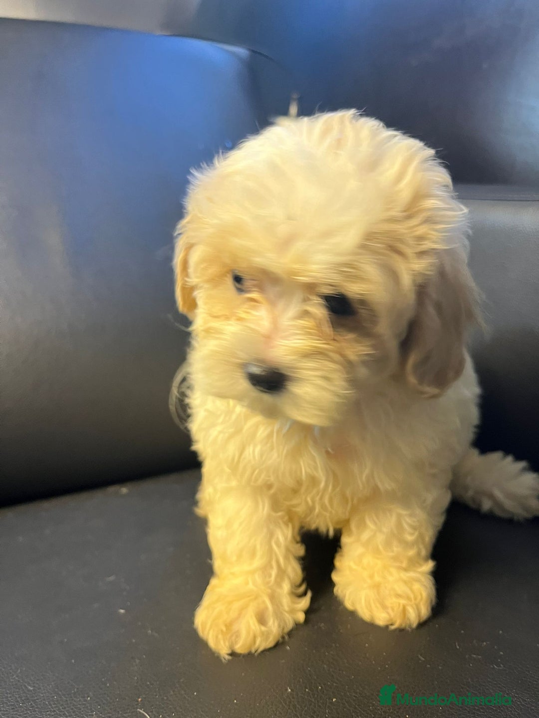 Maltipoo perros en venta: Maltipoo - Imagen 4
