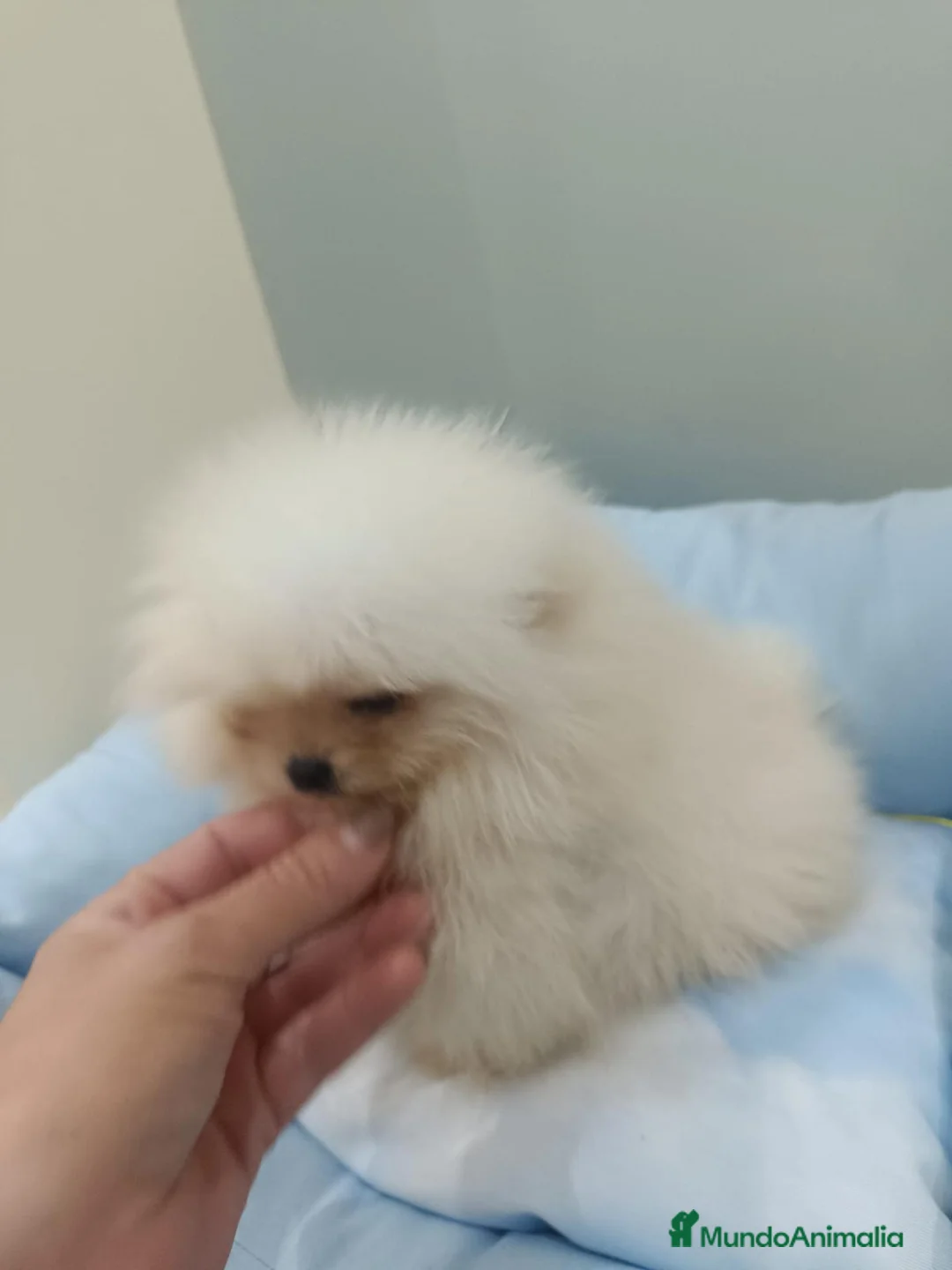 Pomerania perros en venta: Lulú de pomerania - Anuncio 1