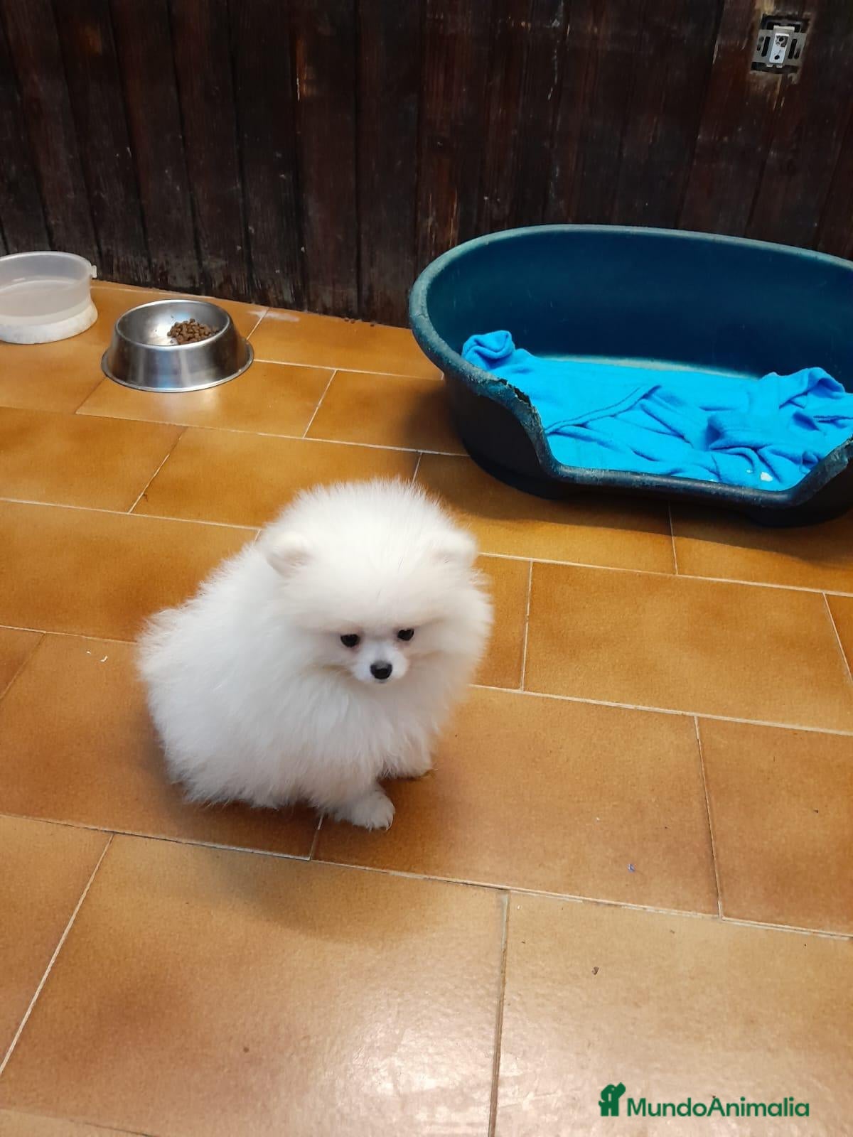 Pomerania perros en venta: Pomeranian toy - Anuncio 1