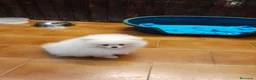 Pomerania perros en venta: Pomeranian toy - Anuncio 7
