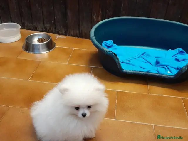 Pomerania perros en venta: Pomeranian toy - Anuncio 1