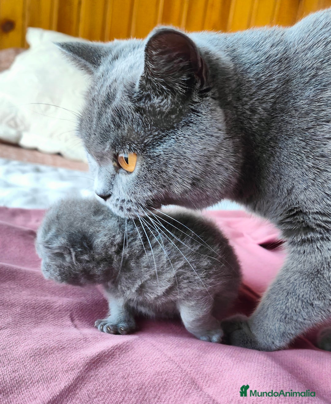Británico de Pelo Corto Azul gatos en venta: Gatito British shorthair color blue - Anuncio 1