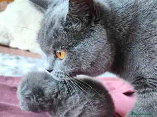 Británico de Pelo Corto Azul gatos Gatito British shorthair color blue - Anuncio 3