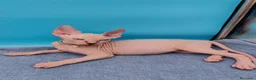 Sphynx gatos en venta: Preciosa camada ojos azules  - Anuncio 5