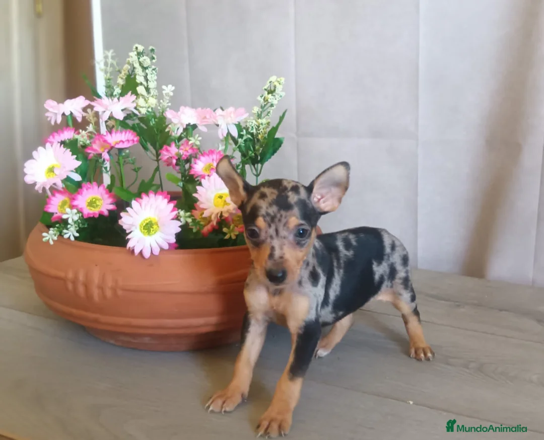 Pinscher Miniatura perros en venta: Preciosa hembra de Pinscher Miniatura 🐾 - Anuncio 1
