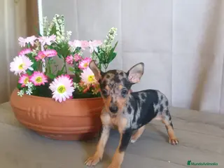 Pinscher Miniatura perros Preciosa hembra de Pinscher Miniatura 🐾 - Anuncio 1