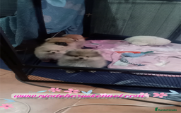 Pomerania perros en venta: Pomerania ositos mini tamaño pequeño  - Imagen 4