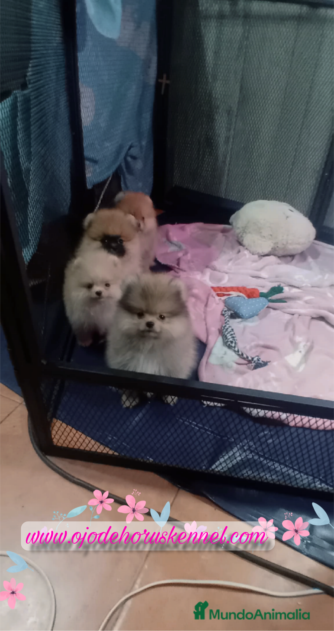 Pomerania perros en venta: Pomerania ositos mini tamaño pequeño  - Imagen 4