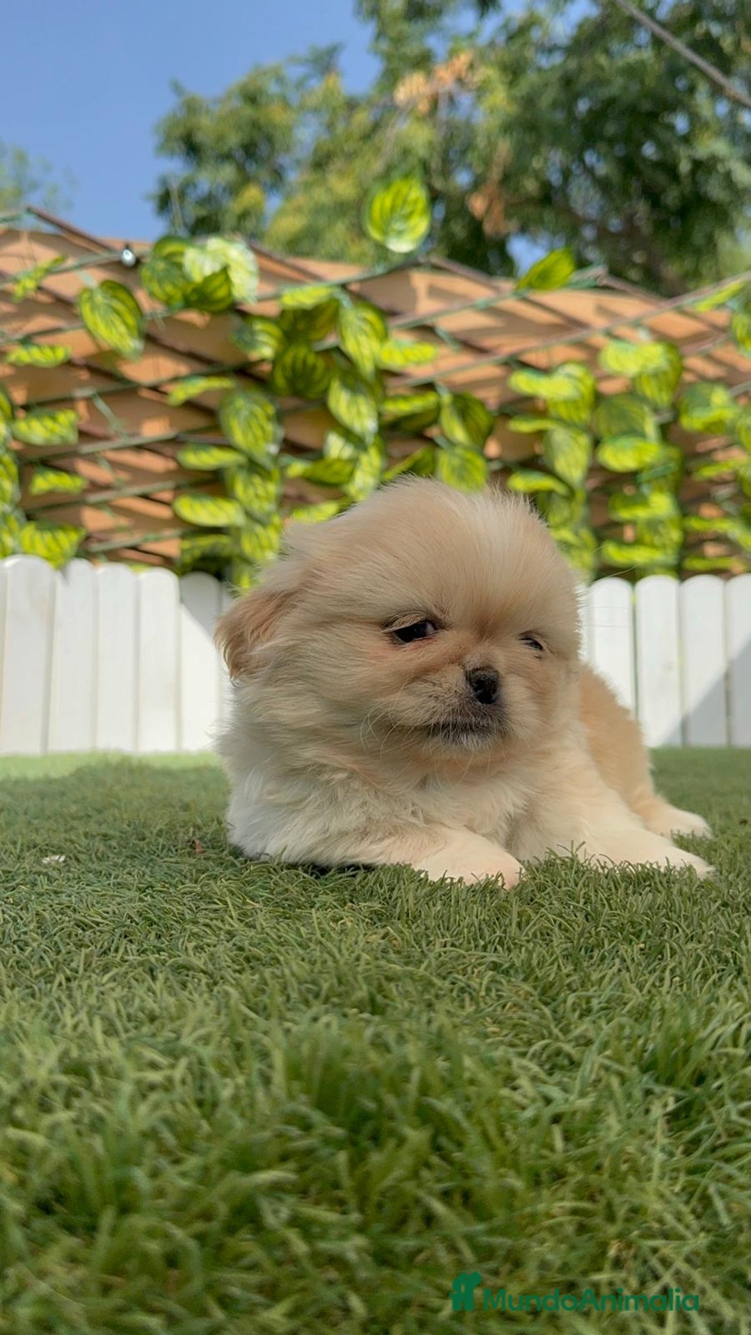 Pekinés perros en venta: PEKINES IMPERIAL HEMBRA - Imagen 16