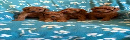 Caniche Toy perros en venta: Caniche toy - Anuncio 3