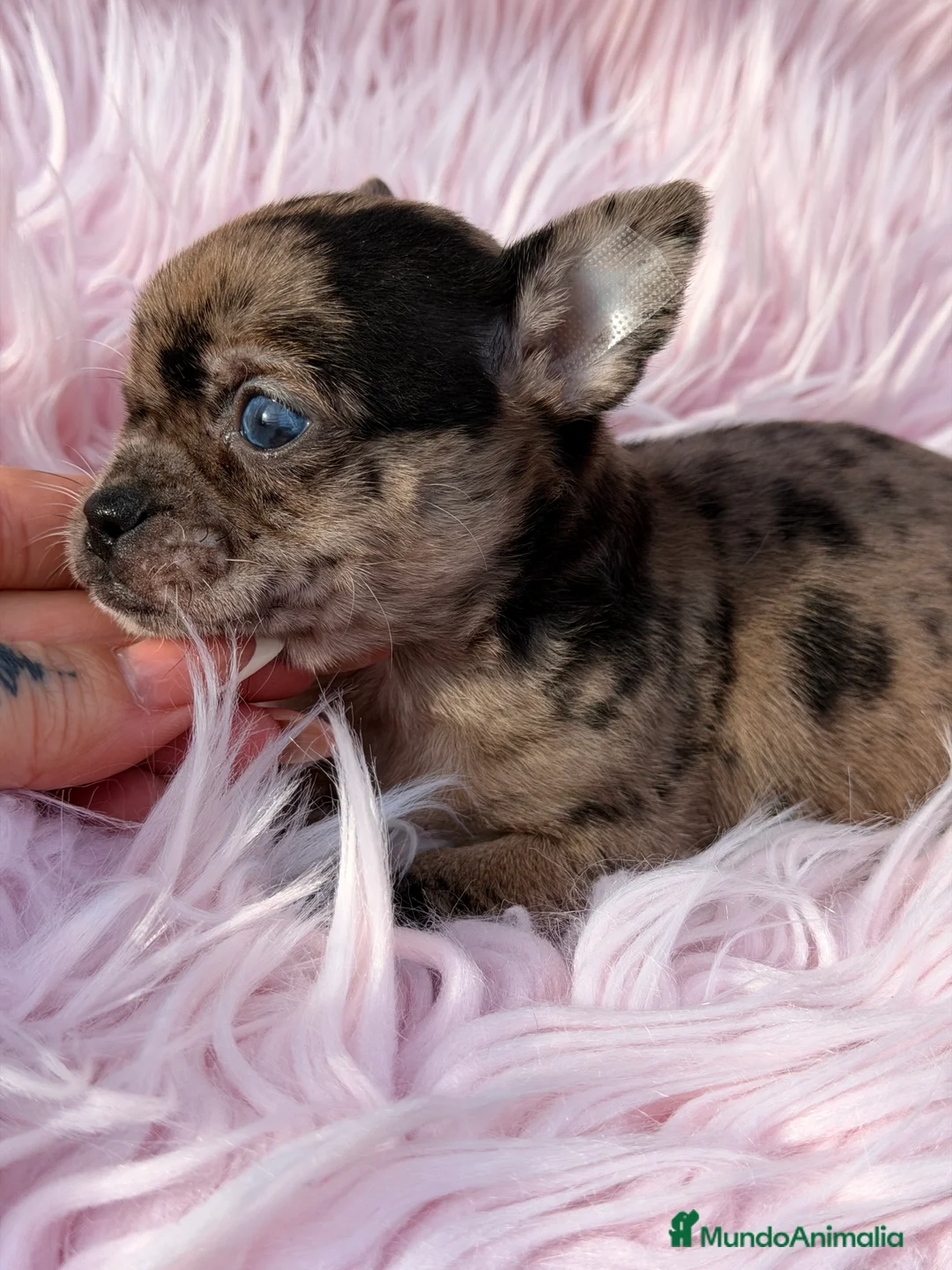 Chihuahua perros en venta: Chihuahua Merle ojo azul  - Anuncio 4