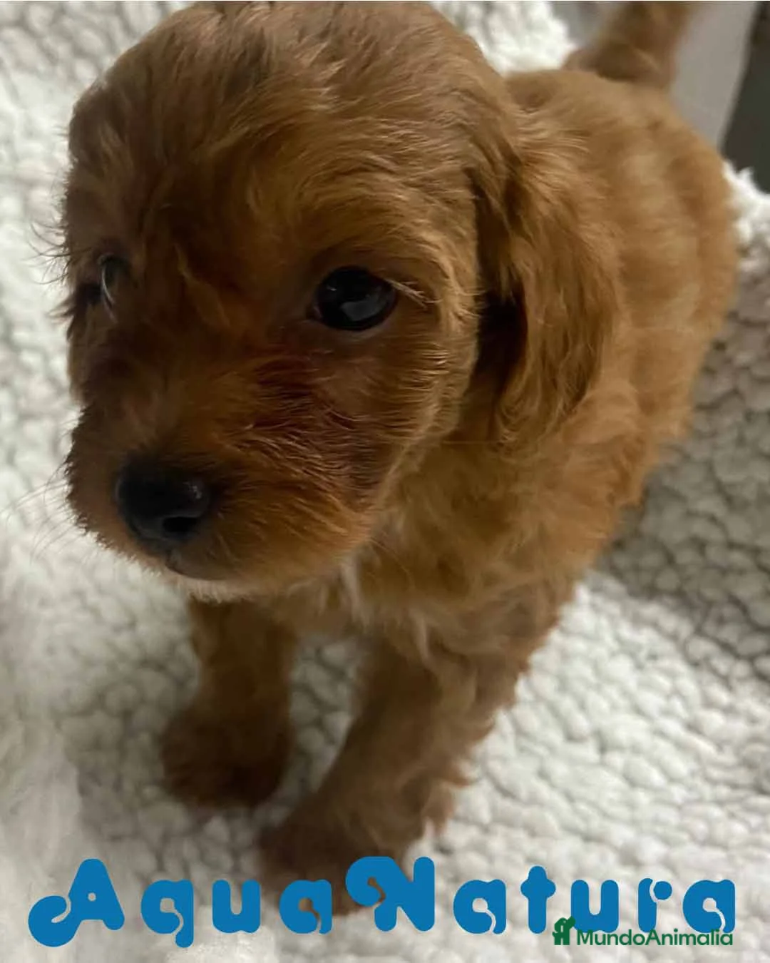 Havapoo perros en venta:  Havapoo Macho 2 de Haya y Can AQUANATURA - Anuncio 4