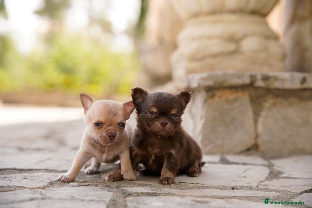 Chihuahua perros en venta: canadá chihuahua - Imagen 8