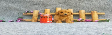 Caniche Toy Cachorro 10