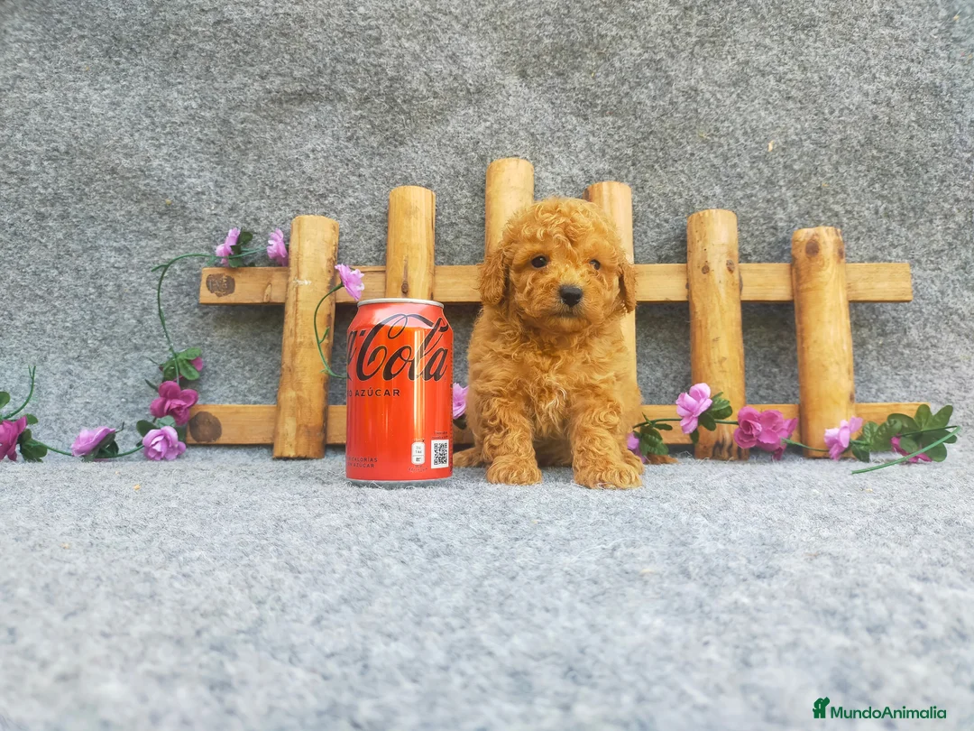 Caniche Toy perros en venta: PRECIOSOS CANICHE  ROJO LINEA TOY - Anuncio 2
