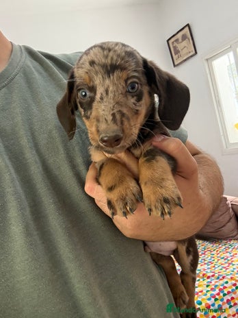 Teckel Miniatura perros - Anuncio 9