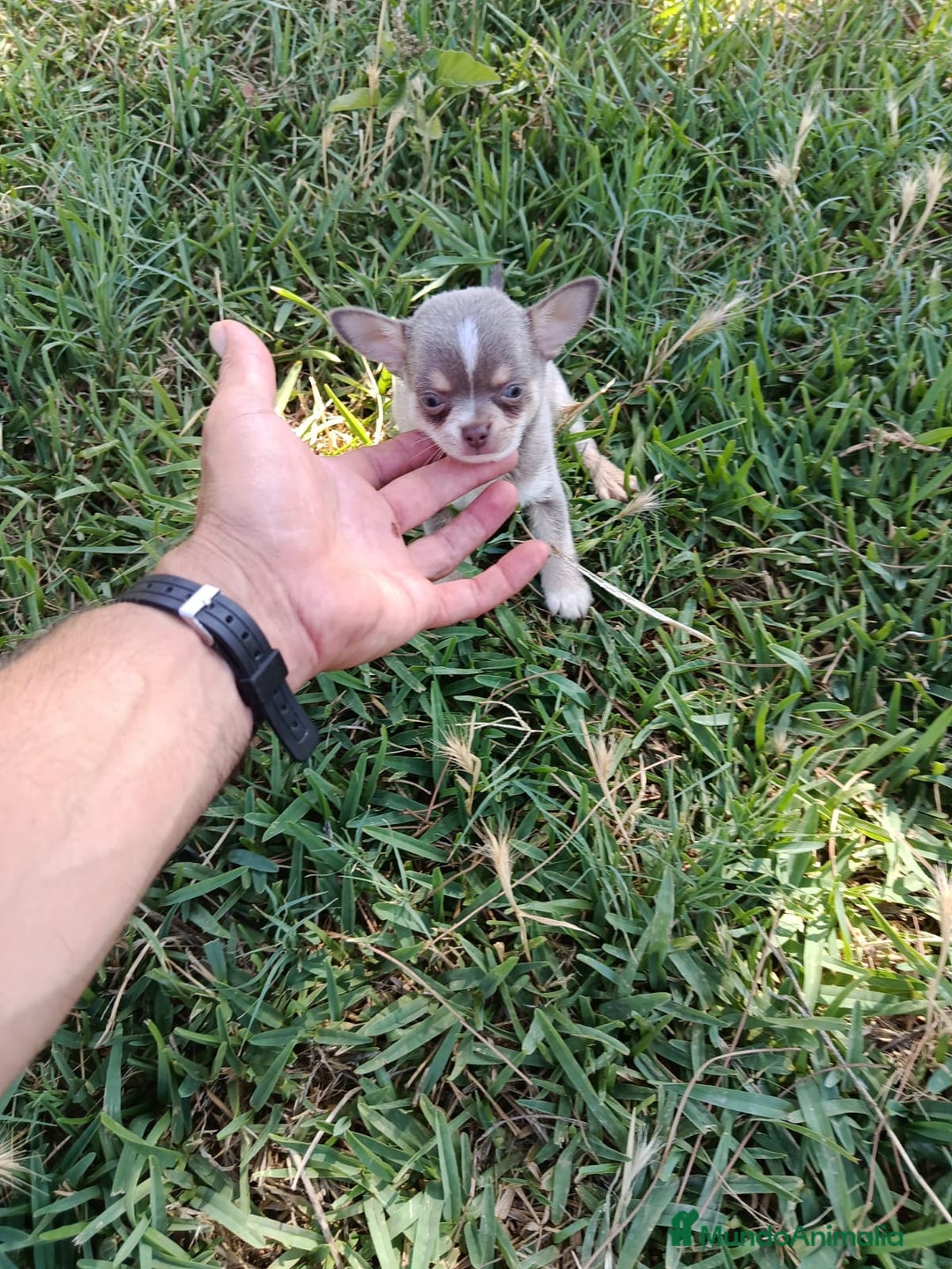 Chihuahua perros en venta: 🐶✨ Cachorros Chihuahua de Línea Exclusiva ✨🐶 - Imagen 4