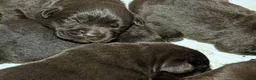 Labrador Retriever perros en venta: labrador chocolate  - Anuncio 4