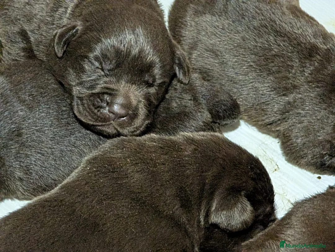 Labrador Retriever perros en venta: labrador chocolate  - Anuncio 4
