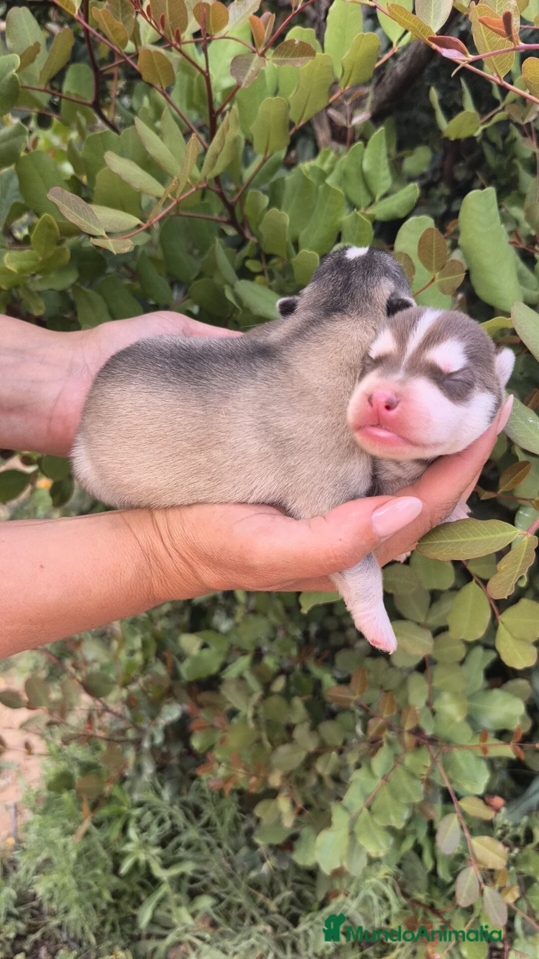 Husky Siberiano perros en venta: Husky SIBERIANO Macho y Hembra para reservar  - Anuncio 2