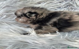 Pomerania perros en venta: POMERANIA MINITOY EXÓTICOS  - Imagen 5