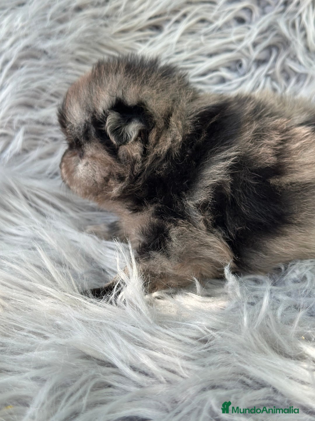 Pomerania perros en venta: POMERANIA MINITOY EXÓTICOS  - Imagen 5