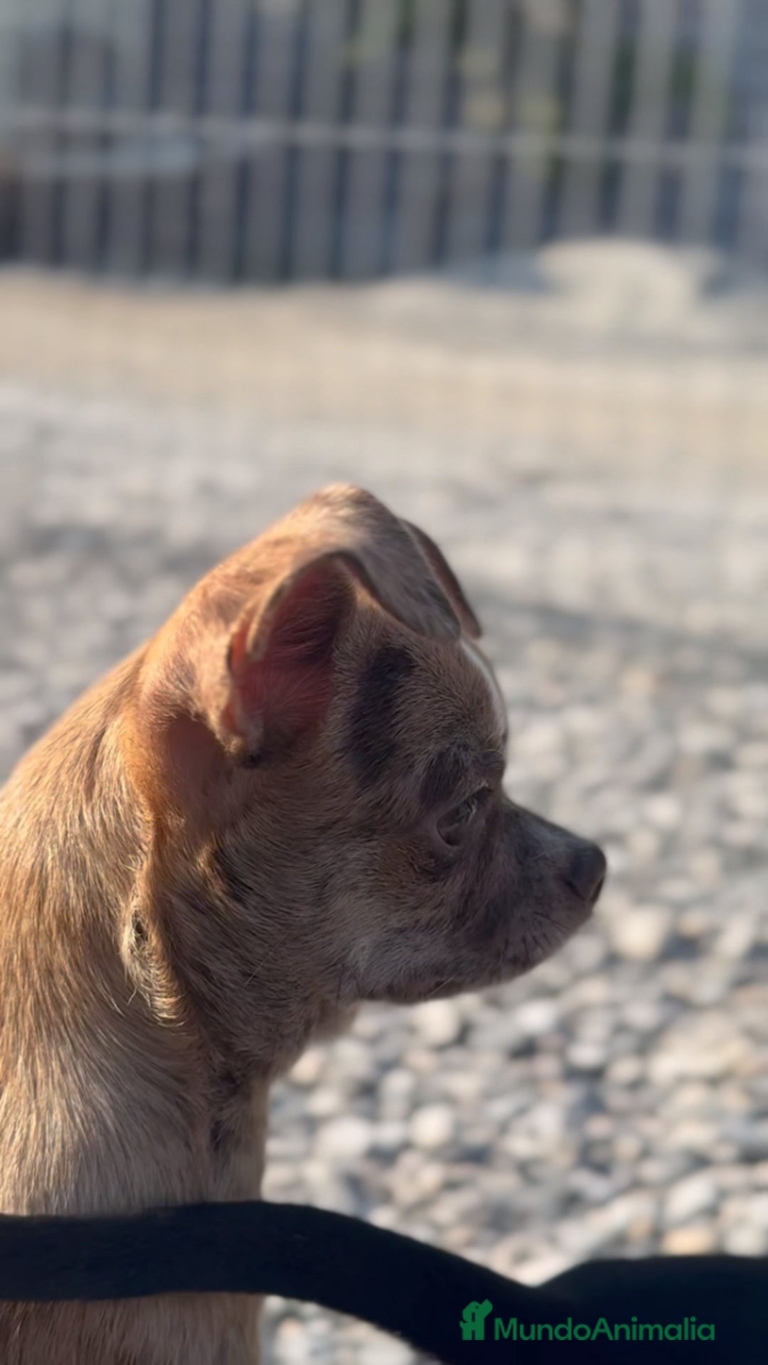 Chihuahua perros en venta: ✨🐶 Paddy · Chihuahua Merle chocolate 🐾💚 - Imagen 3