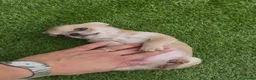 Chihuahua perros en venta: Princesita chihuahua lilac - Anuncio 4