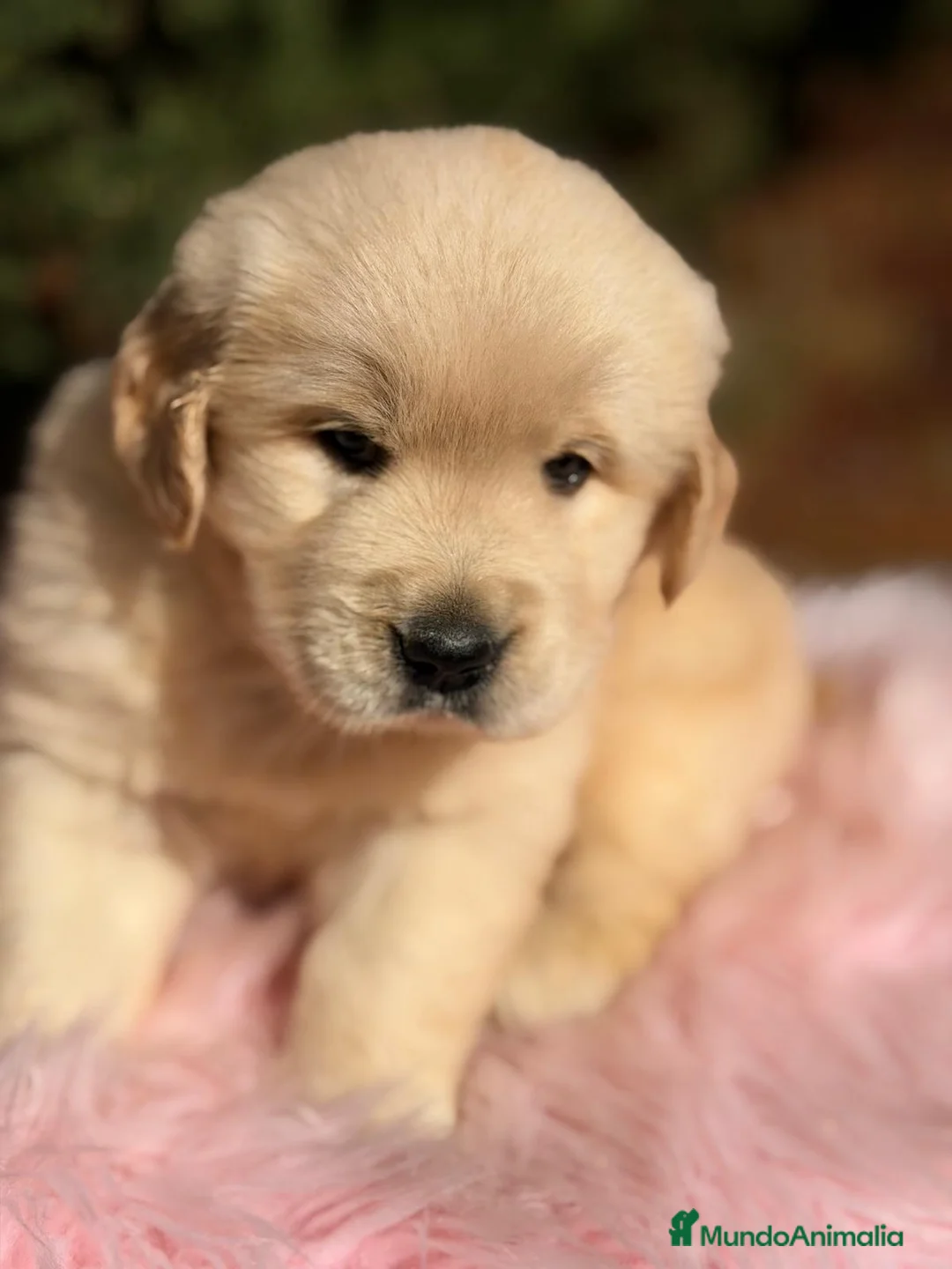 Golden Retriever perros en venta: GOLDEN RETRIEVER  - Anuncio 2