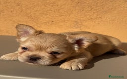 Bulldog Francés perros en venta: CAMADA BULLDOG FRANCÉS FLUFFY - Imagen 2