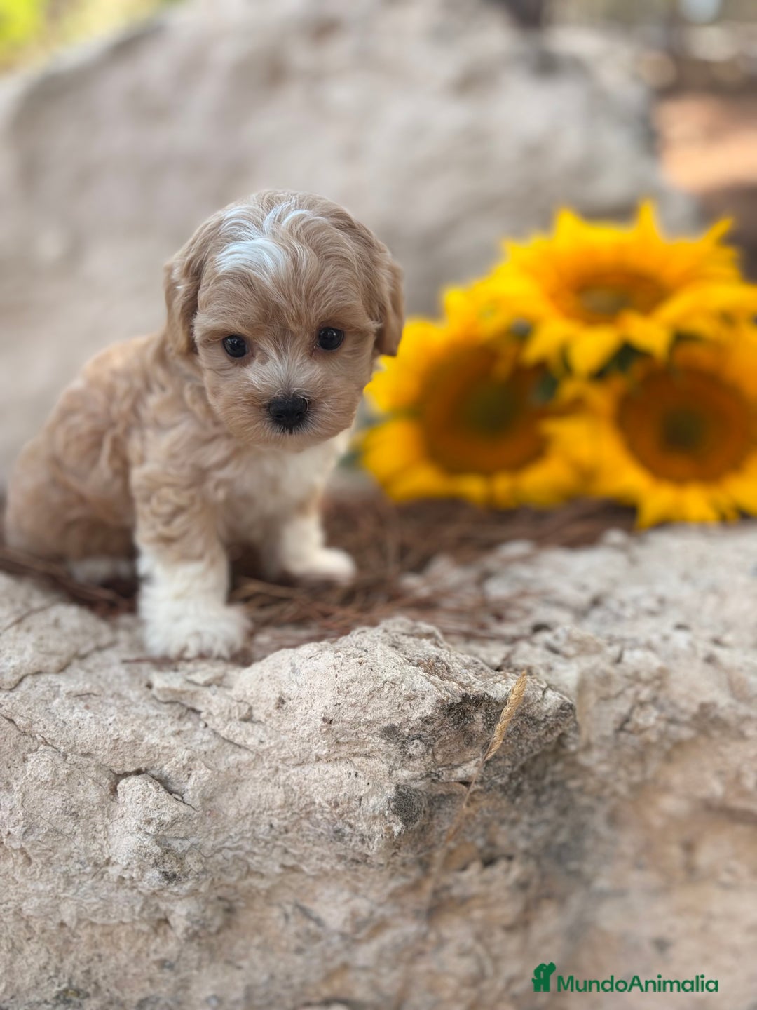 Maltipoo perros en venta: Maltipoo fotos actuales de los cachorros!! - Imagen 8