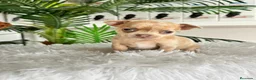 Chihuahua perros en venta: CHIHUAHUA  - Anuncio 11