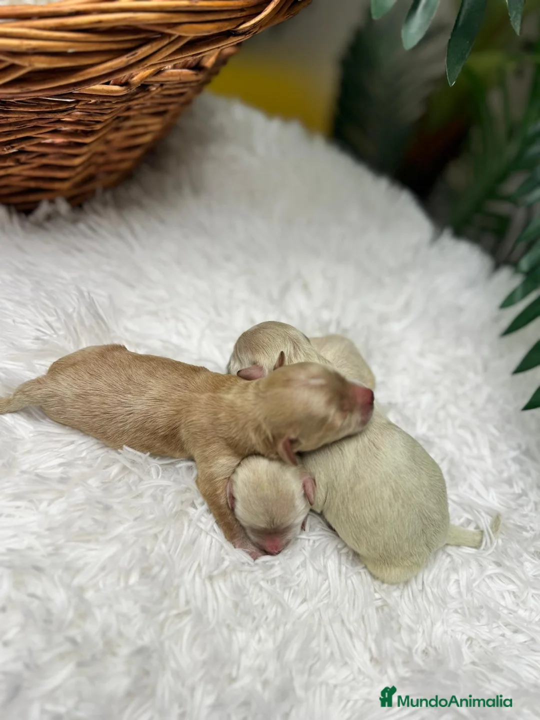 Maltipoo perros en venta: MALTIPOO  - Anuncio 1