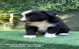 Border Collie perros en venta: Border Collie De Villa Biznaga - Imagen 11