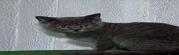 Británico de Pelo Corto gatos en venta: British Shorthair  - Anuncio 10
