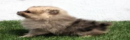 Pomerania perros en venta: Pomerania - Anuncio 14