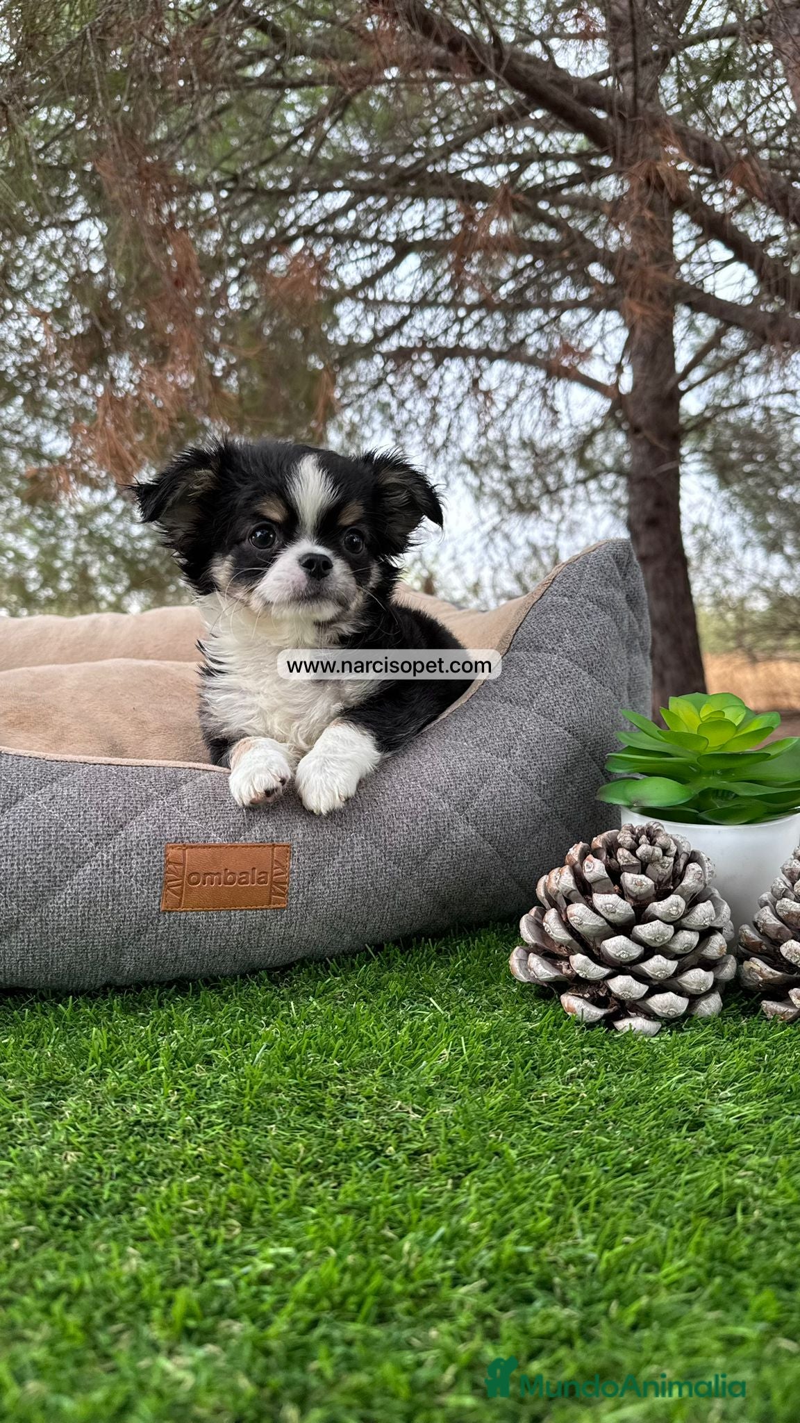 Chihuahua perros CHIHUAHUA PELO LARGO MACHO - Anuncio 2