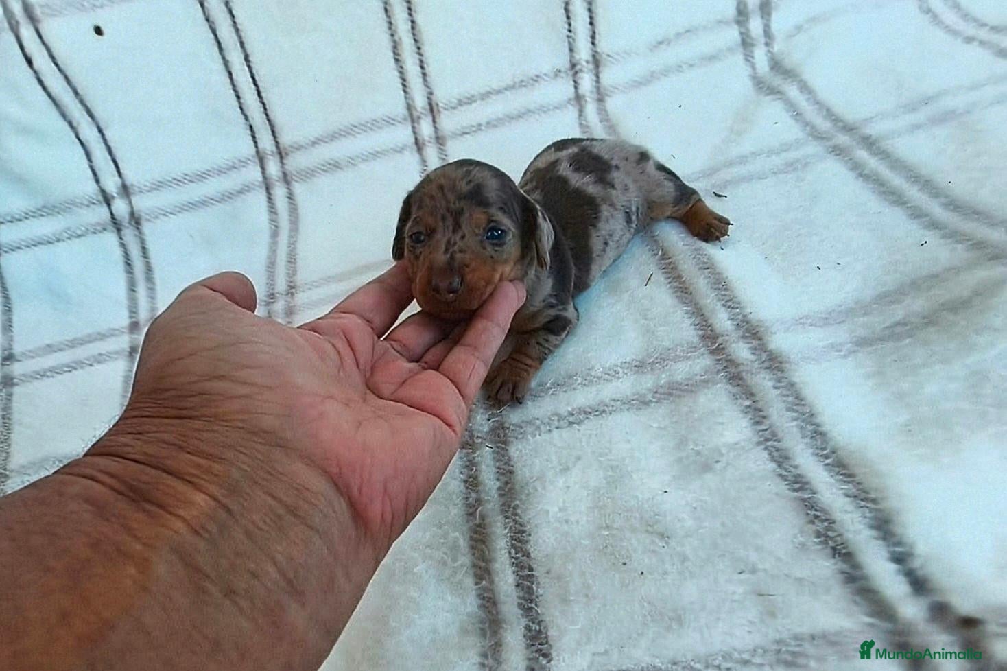 Teckel Miniatura perros TECKEL MACHITO MINIATURA ARLEQUIN  - Anuncio 1