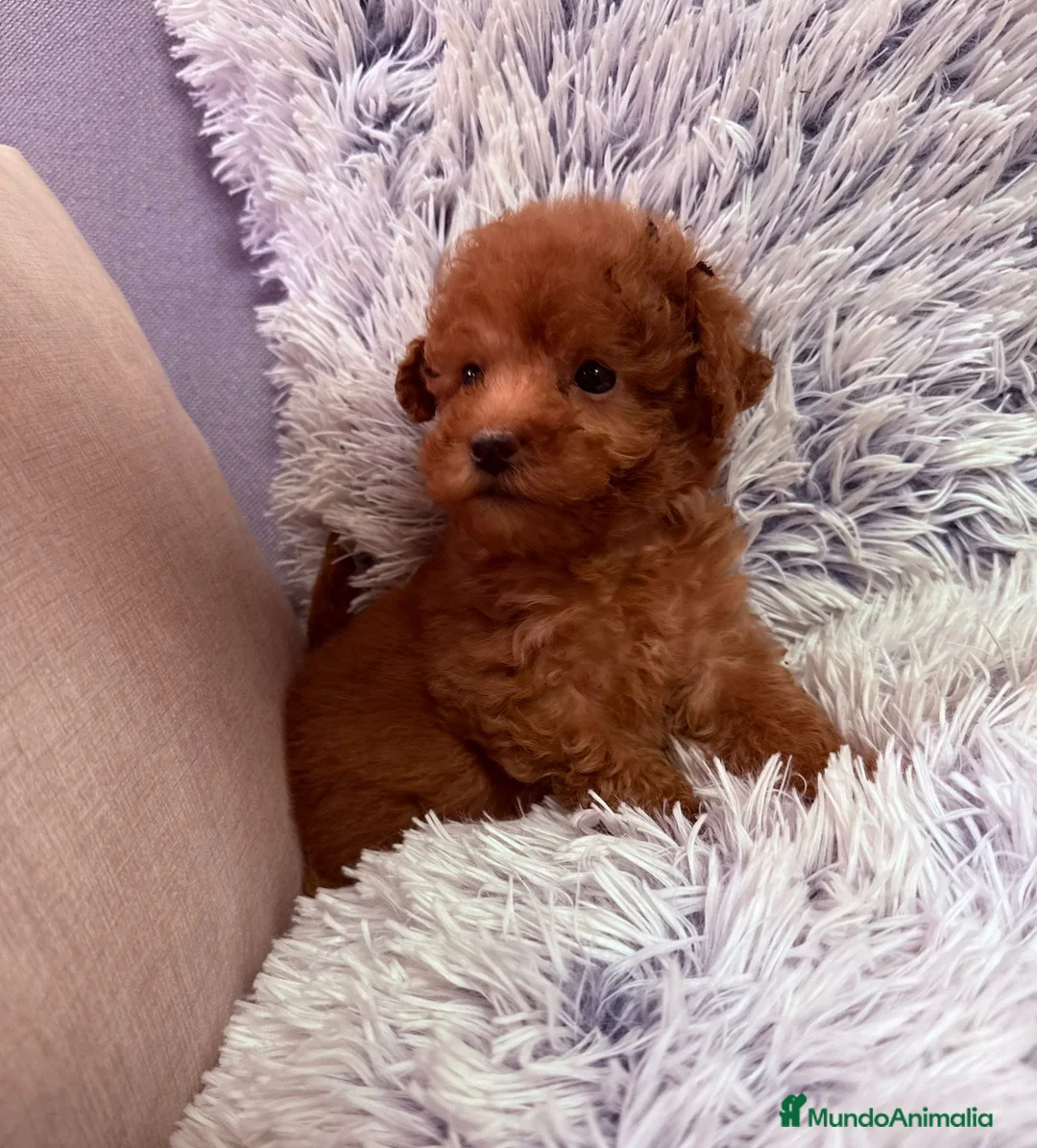 Caniche Toy perros en venta: Caniche toy - Anuncio 10