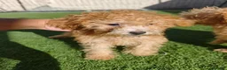 Caniche Toy perros en venta: Caniches Toy Apricot  - Anuncio 4
