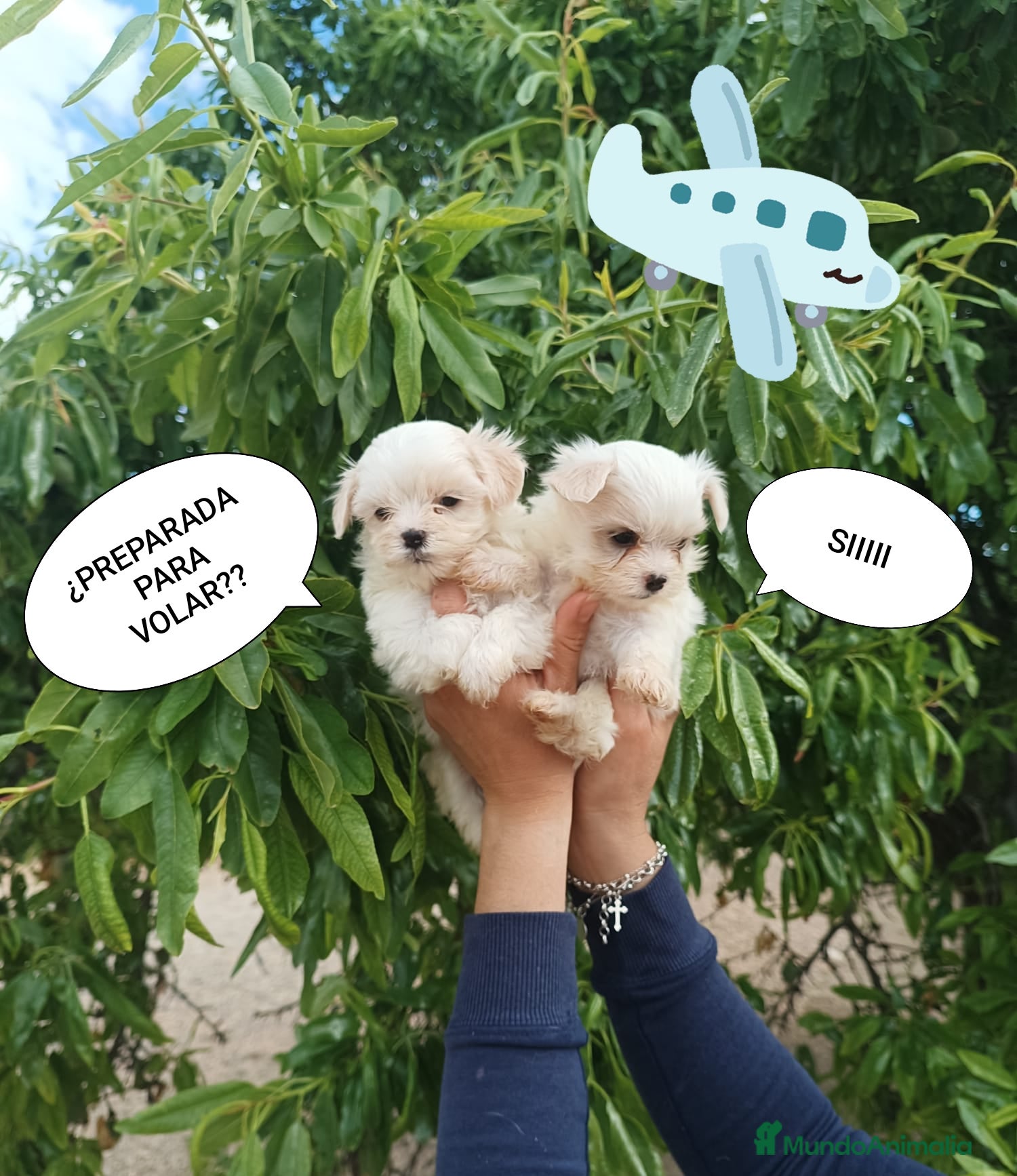 Bichón Maltés perros BICHÓN MALTES HEMBRITAS - Anuncio 1