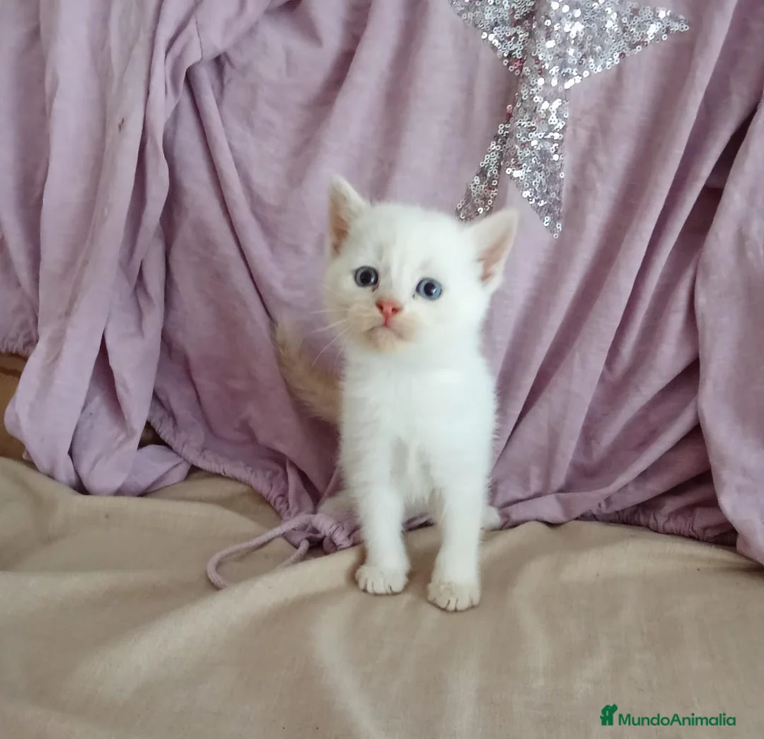 Siamés gatos en venta: SIAMESES POINT Y RED POINT en Madrid - Anuncio 6