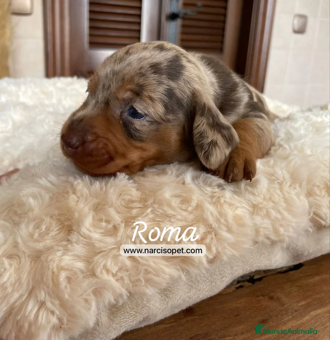 Teckel Miniatura perros en venta: TECKEL MERLE CHOCOLATE MACHO en Ciudad Real - Anuncio 1