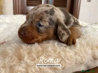 Teckel Miniatura perros TECKEL MERLE CHOCOLATE MACHO - Anuncio 36