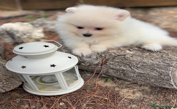 Pomerania perros - Anuncio 1