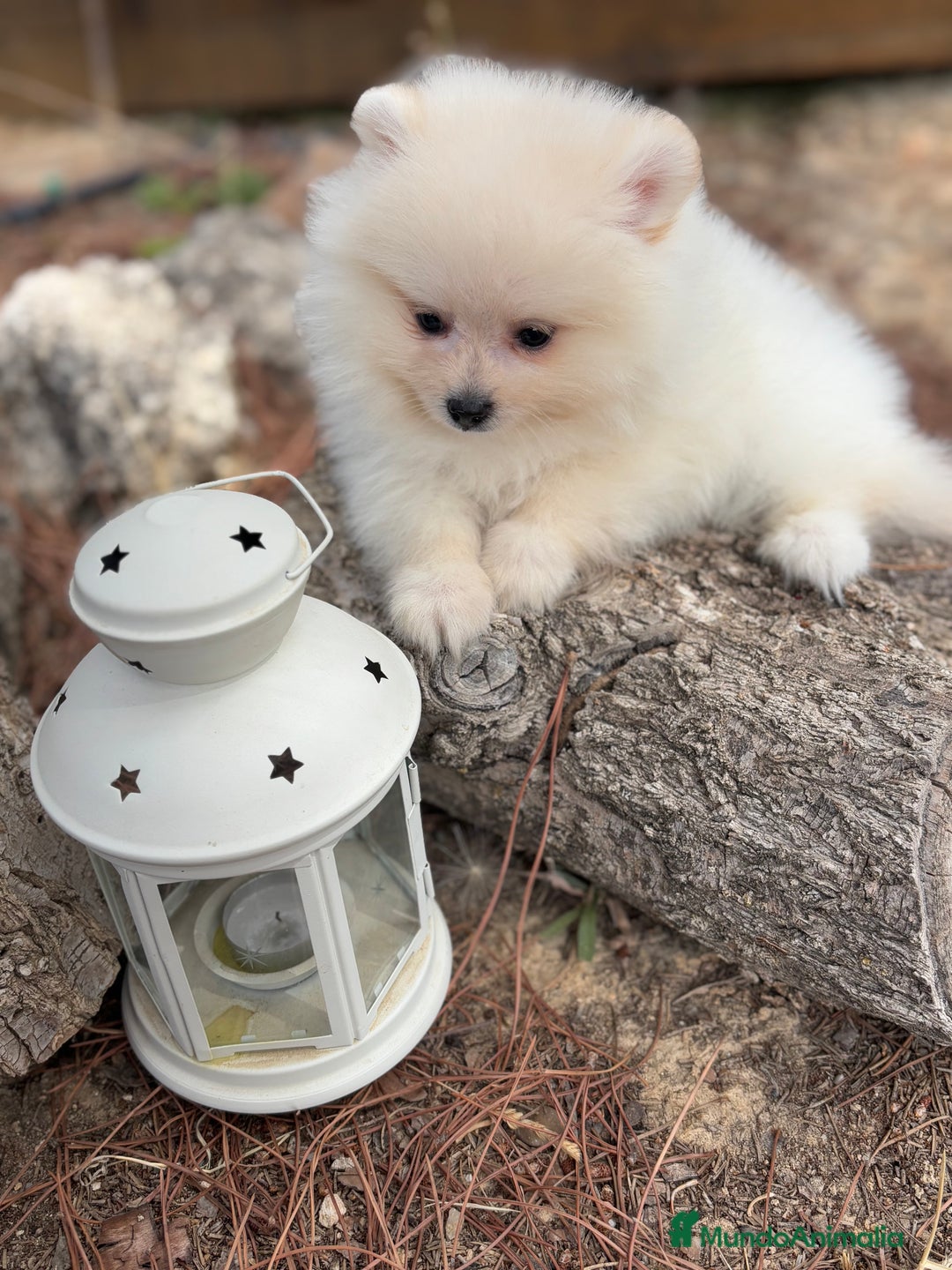 Pomerania perros en venta: Pomerania fotos actuales macho disponible !! - Imagen 1