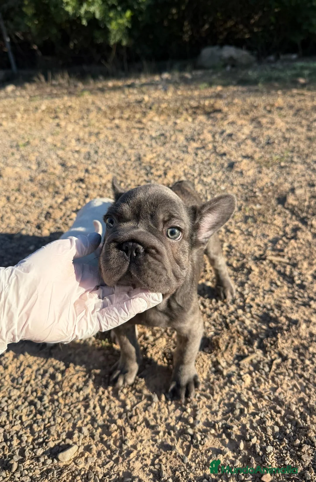 Bulldog Francés perros en venta: BULLDOG FRANCÉS - 💖 HEMBRAS DISPONIBLES 💖 - Anuncio 3