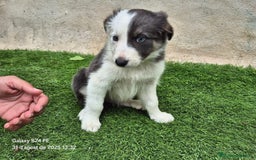 Border Collie perros en venta: Border collie en Madrid - Imagen 1