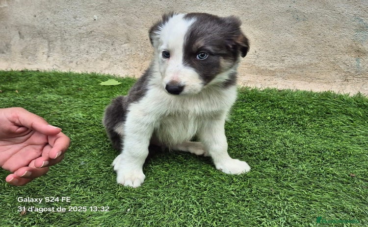 Border Collie perros en Madrid - Anuncio 1