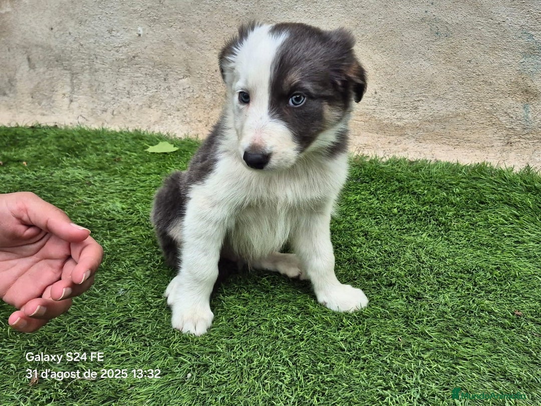 Border Collie perros en venta: Border collie en Madrid - Imagen 1